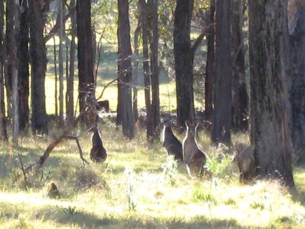 Privacy & Seclusion - Over 4 Acres Picture 2