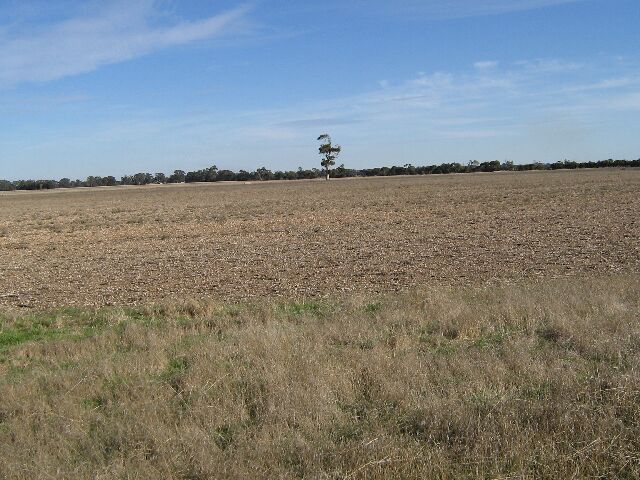 Prime Cropping Country - 10km North West of Bordertown Picture 1