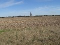 Prime Cropping Country - 10km North West of Bordertown Picture