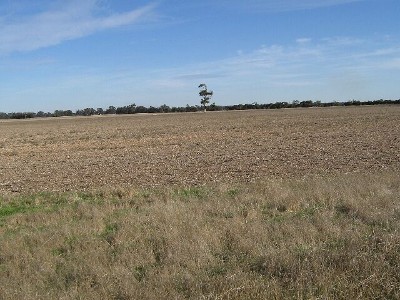 Prime Cropping Country - 10km North West of Bordertown Picture