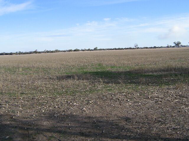 Prime Cropping Country - 10km North West of Bordertown Picture 3