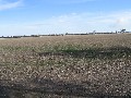 Prime Cropping Country - 10km North West of Bordertown Picture