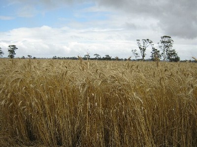 Absolute Prime Cropping Country Picture Absolute Prime Cropping Country Picture