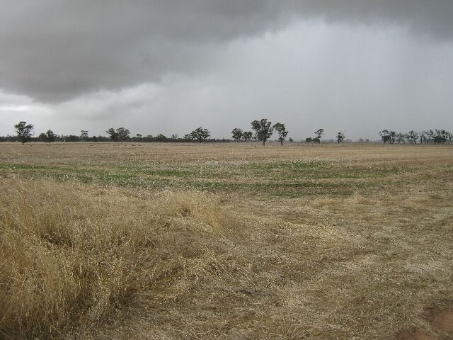 Absolute Prime Cropping Country Picture 3