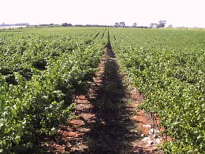 Boutique Vineyard Picture 1