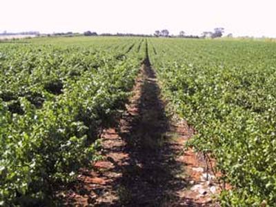 Boutique Vineyard Picture Boutique Vineyard Picture