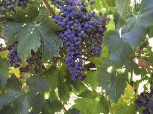 Boutique Vineyard Picture 2