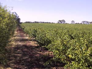 Boutique Vineyard Picture 3