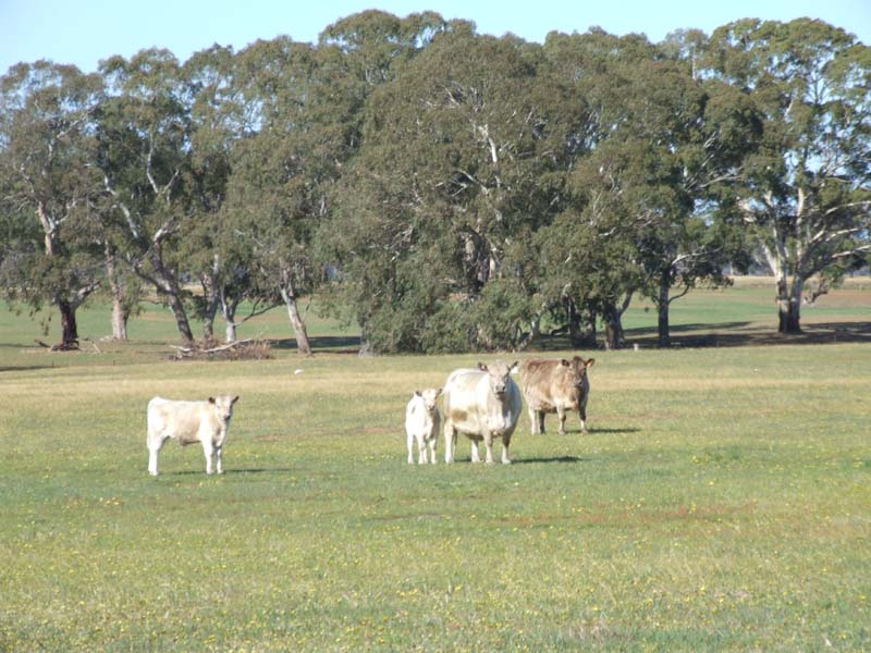 CLASSIC RED GUM COUNTRY Picture 1