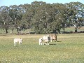 CLASSIC RED GUM COUNTRY Picture