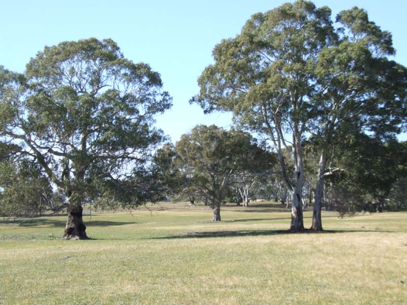 CLASSIC RED GUM COUNTRY Picture 2