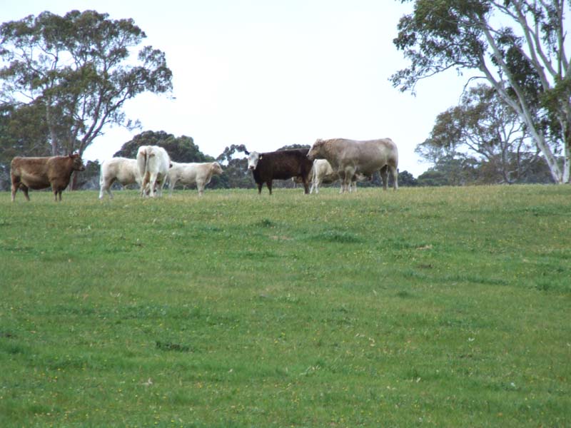 CLASSIC RED GUM COUNTRY Picture 3