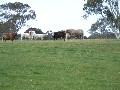 CLASSIC RED GUM COUNTRY Picture