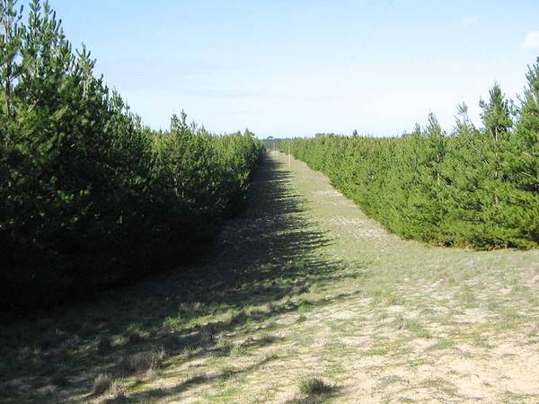 Forestry Plantation Picture 1