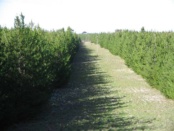 Forestry Plantation Picture 2