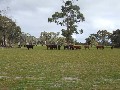 Grazing/Cropping Enterprise with Extensive Improvements Picture