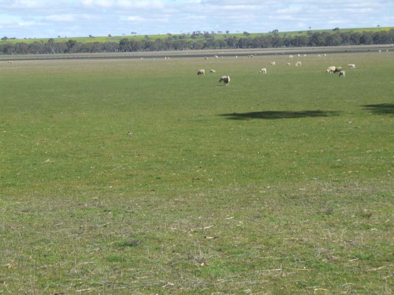 GRAZING/CROPPING LAND Picture 2