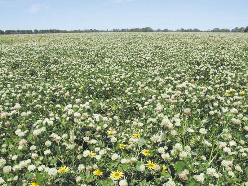 PROLIFIC CLOVER and CROPPING COUNTRY with ENDLESS OPPORTUNITIES Picture 1