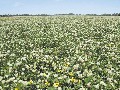 PROLIFIC CLOVER and CROPPING COUNTRY with ENDLESS OPPORTUNITIES Picture