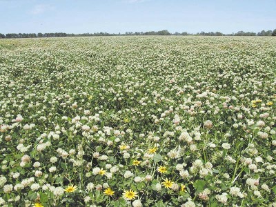 PROLIFIC CLOVER and CROPPING COUNTRY with ENDLESS OPPORTUNITIES Picture