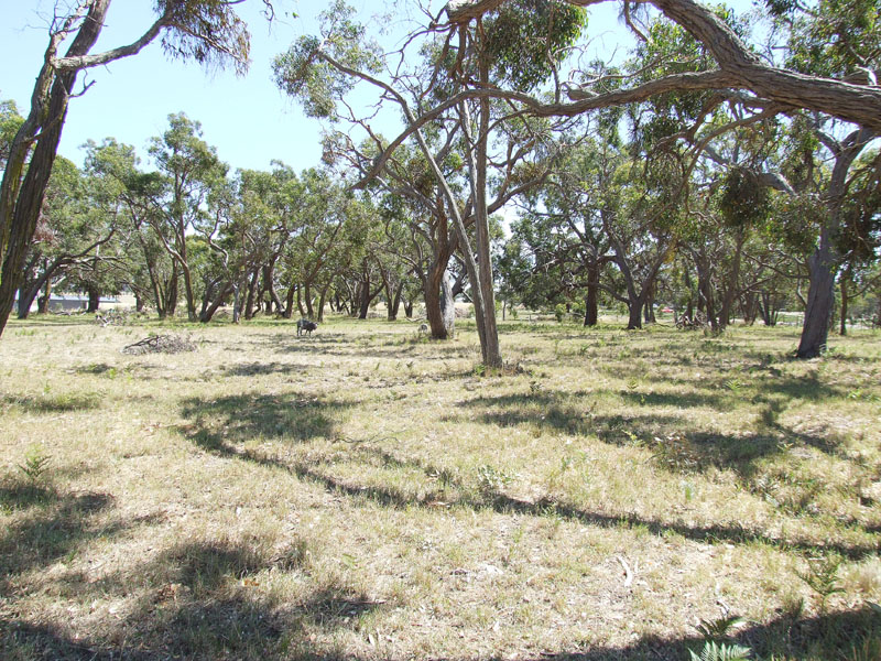 Well treed block Picture 2