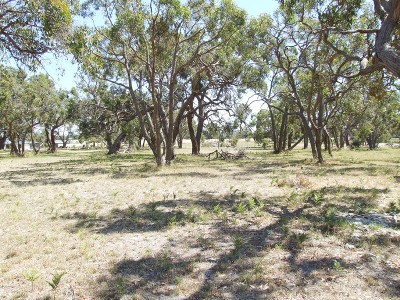 Well treed block Picture