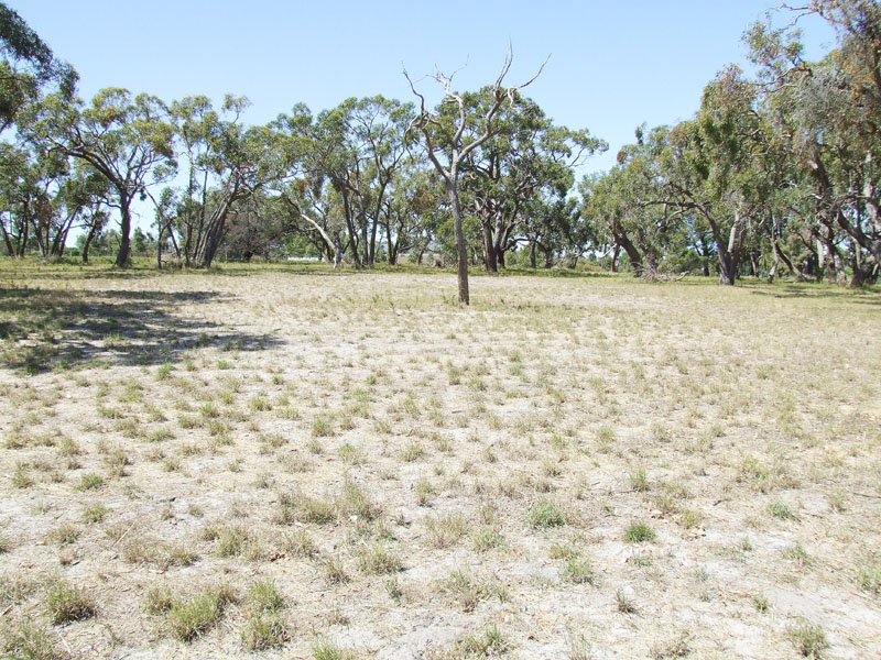 Well treed block Picture 3