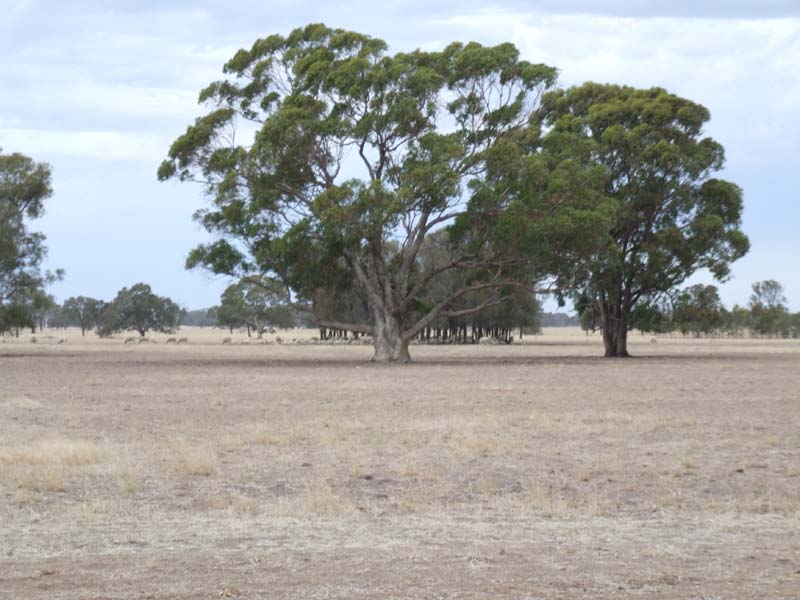 ATTRACTIVE COUNTRY Picture 1