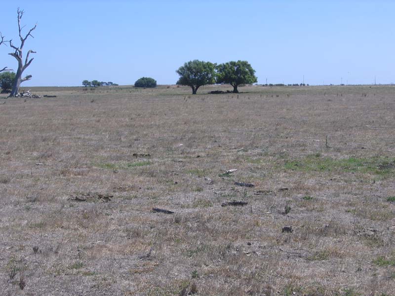 Catch the Country Craze Picture 2