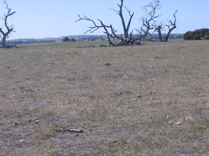 Catch the Country Craze Picture 3