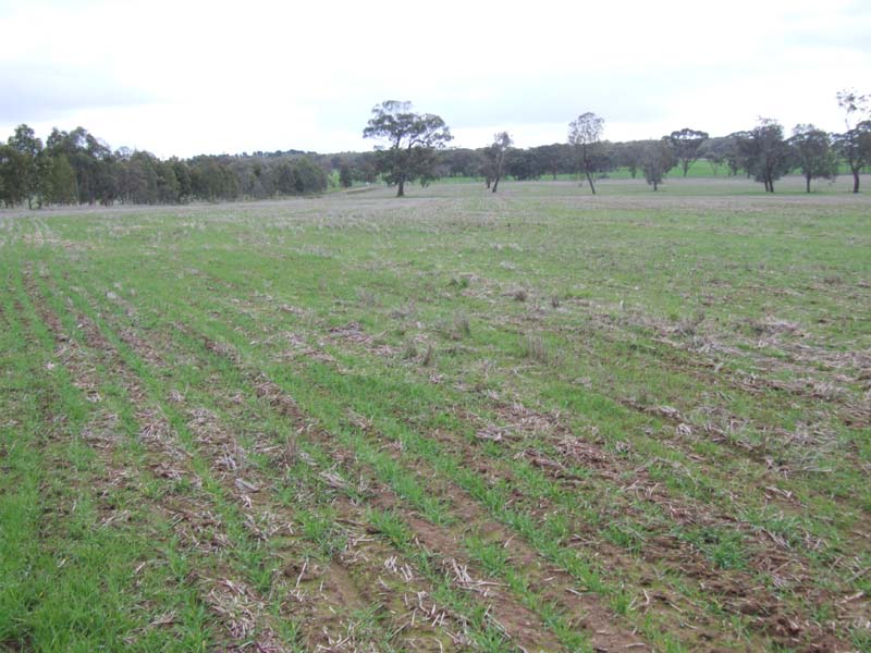 Renowned Cropping Country Picture 2