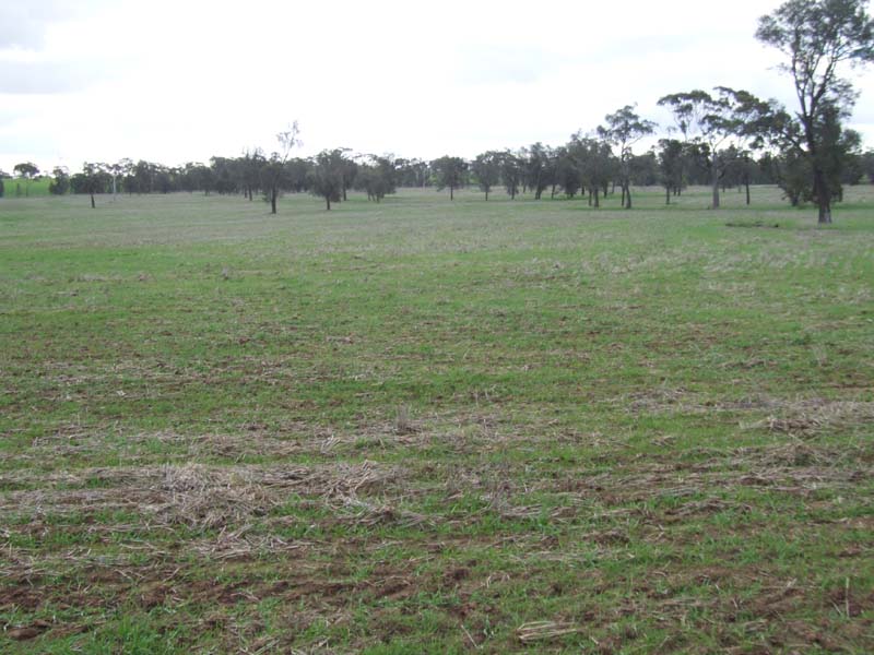 Renowned Cropping Country Picture 1