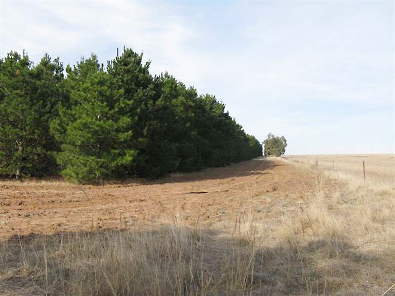 PINE PLANTATION OPPORTUNITY Picture 3
