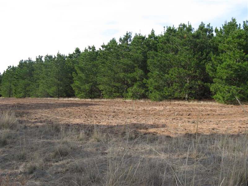 PINE PLANTATION OPPORTUNITY Picture 1