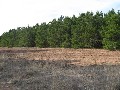 PINE PLANTATION OPPORTUNITY Picture