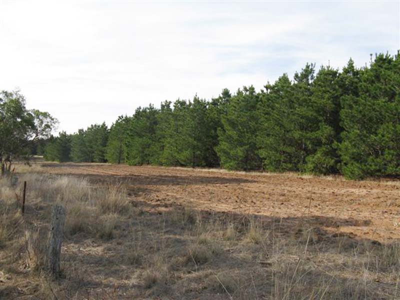 PINE PLANTATION OPPORTUNITY Picture 2