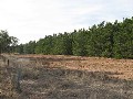 PINE PLANTATION OPPORTUNITY Picture