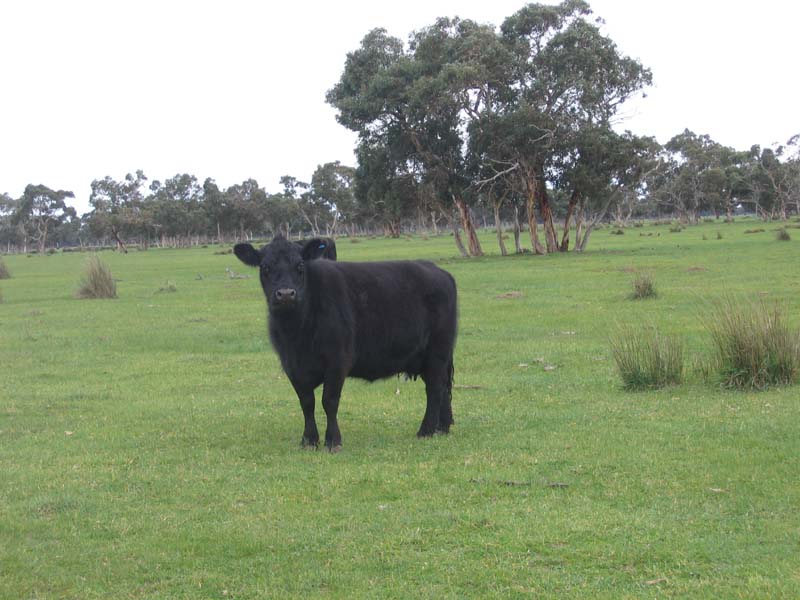 VERSATILE GRAZING BLOCK Picture 2