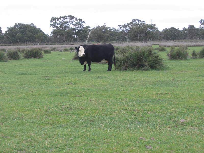 VERSATILE GRAZING BLOCK Picture 3