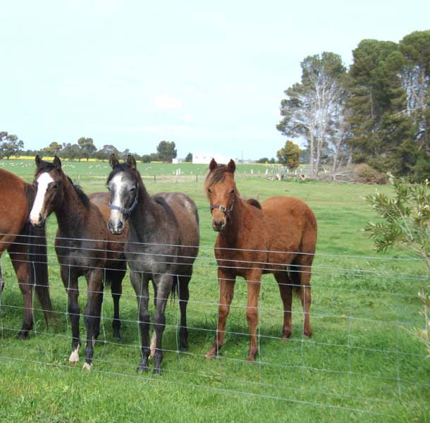 Lifestyle Living - ideal for horse enthusiasts! Picture 2