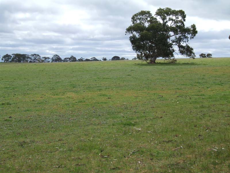 Grazing or Cropping Opportunity Picture 2