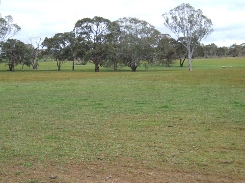 Grazing or Cropping Opportunity Picture 3