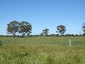 Fat lamb, cattle, small seed & cropping property available for lease Picture