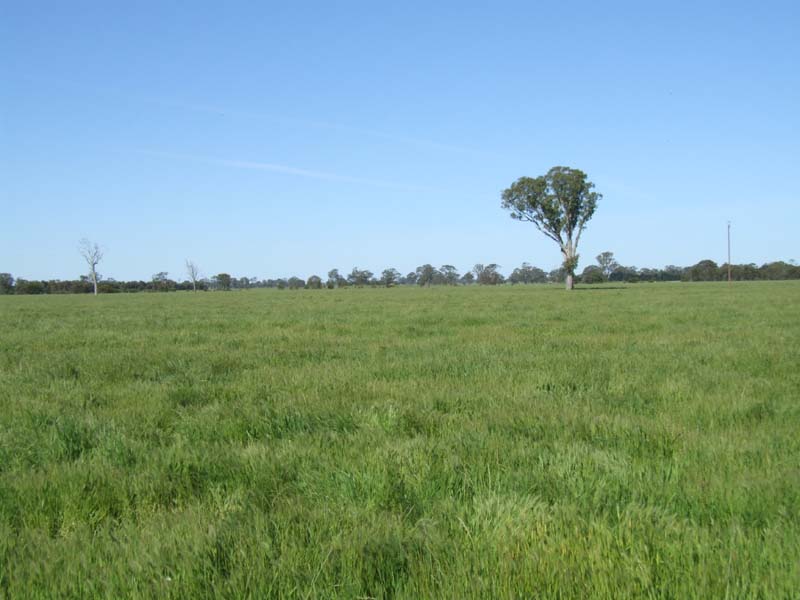 Fat lamb, cattle, small seed & cropping property available for lease Picture 1