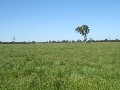 Fat lamb, cattle, small seed & cropping property available for lease Picture
