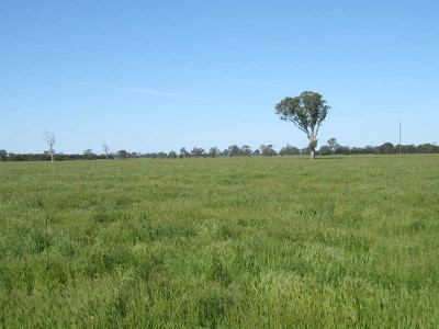 Fat lamb, cattle, small seed & cropping property available for lease Picture