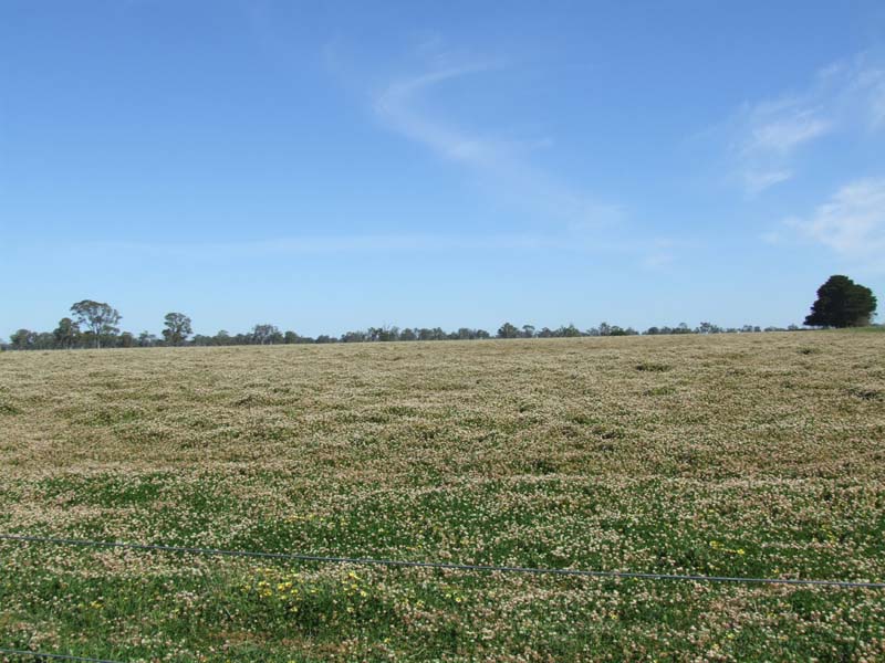 Fat lamb, cattle, small seed & cropping property available for lease Picture 3