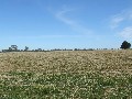 Fat lamb, cattle, small seed & cropping property available for lease Picture