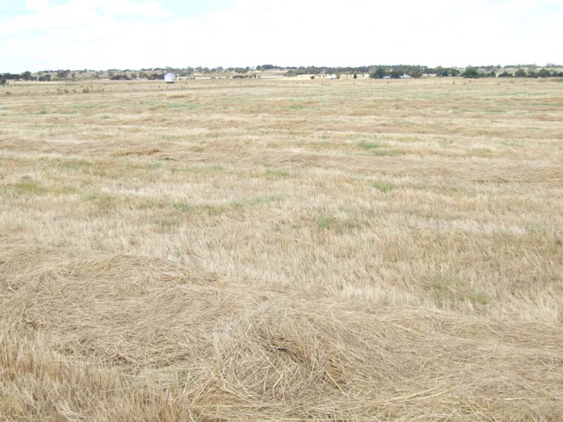 Excellent opportunity to cut hay, crop or just feed stock Picture 3