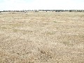 Excellent opportunity to cut hay, crop or just feed stock Picture